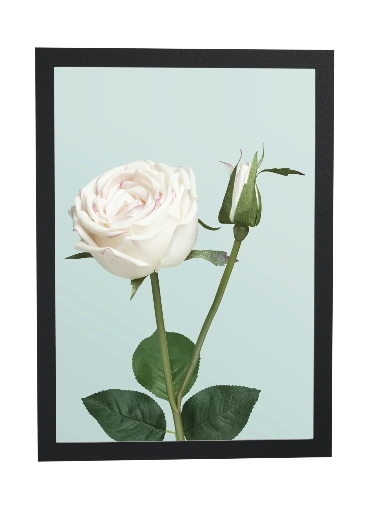 Rosa branca com botão