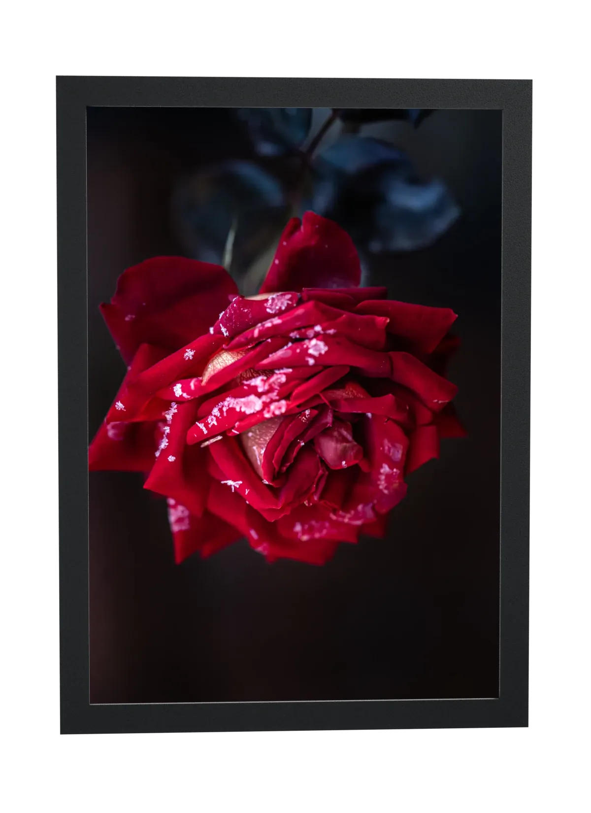 Rosa vermelha com gotas de orvalho