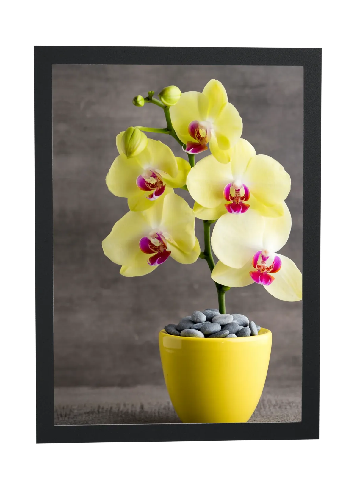 Orquídea amarela em vaso amarelo