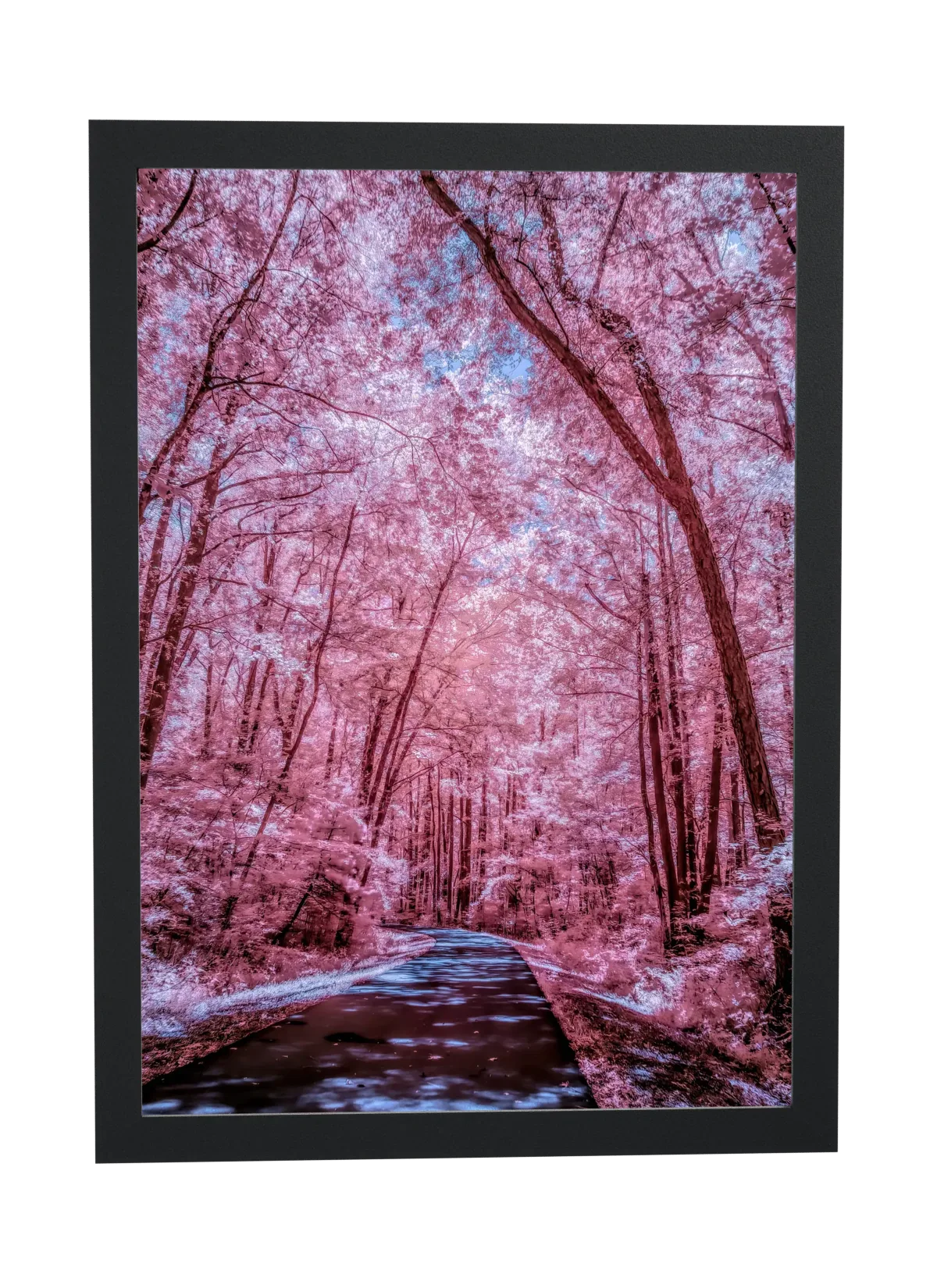 Caminho sob árvores rosadas