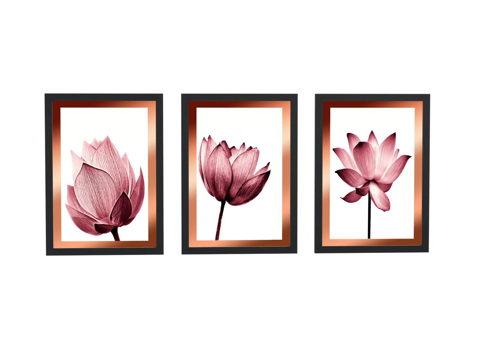 Trio de flor de lótus em tons de rosa
