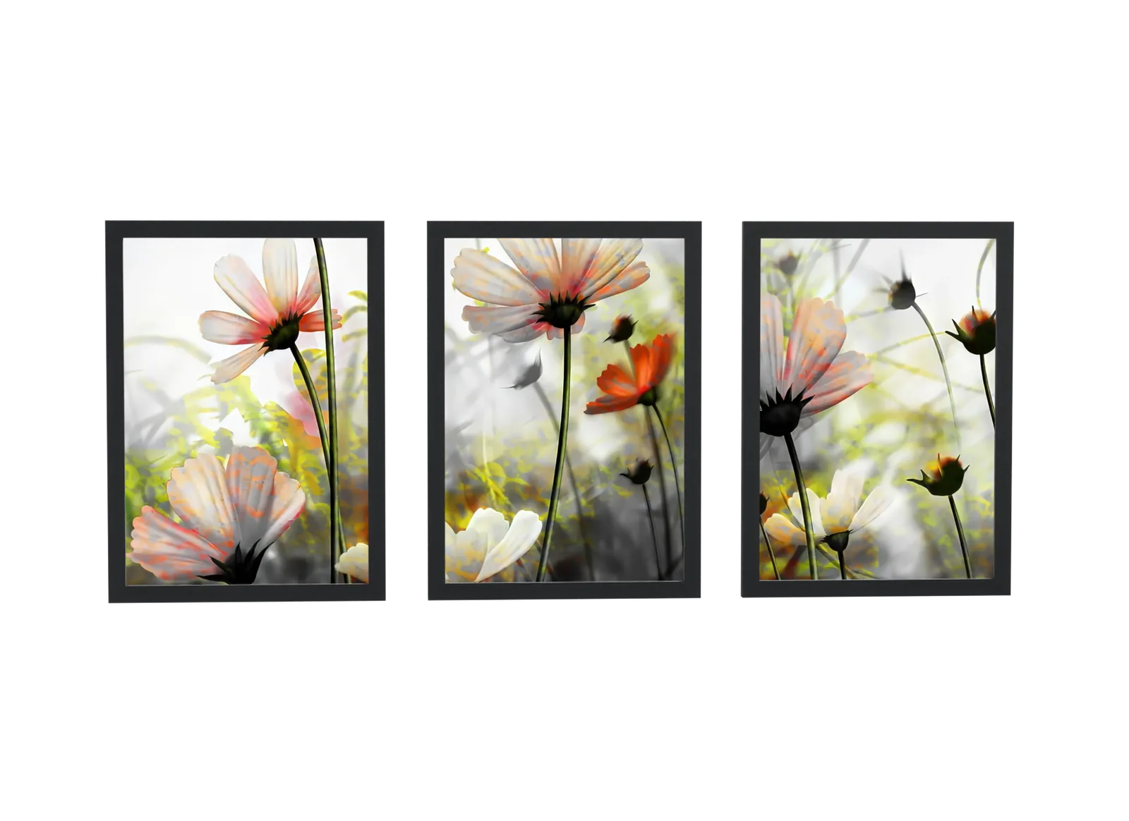 Trio de flores cosmos em fotografia