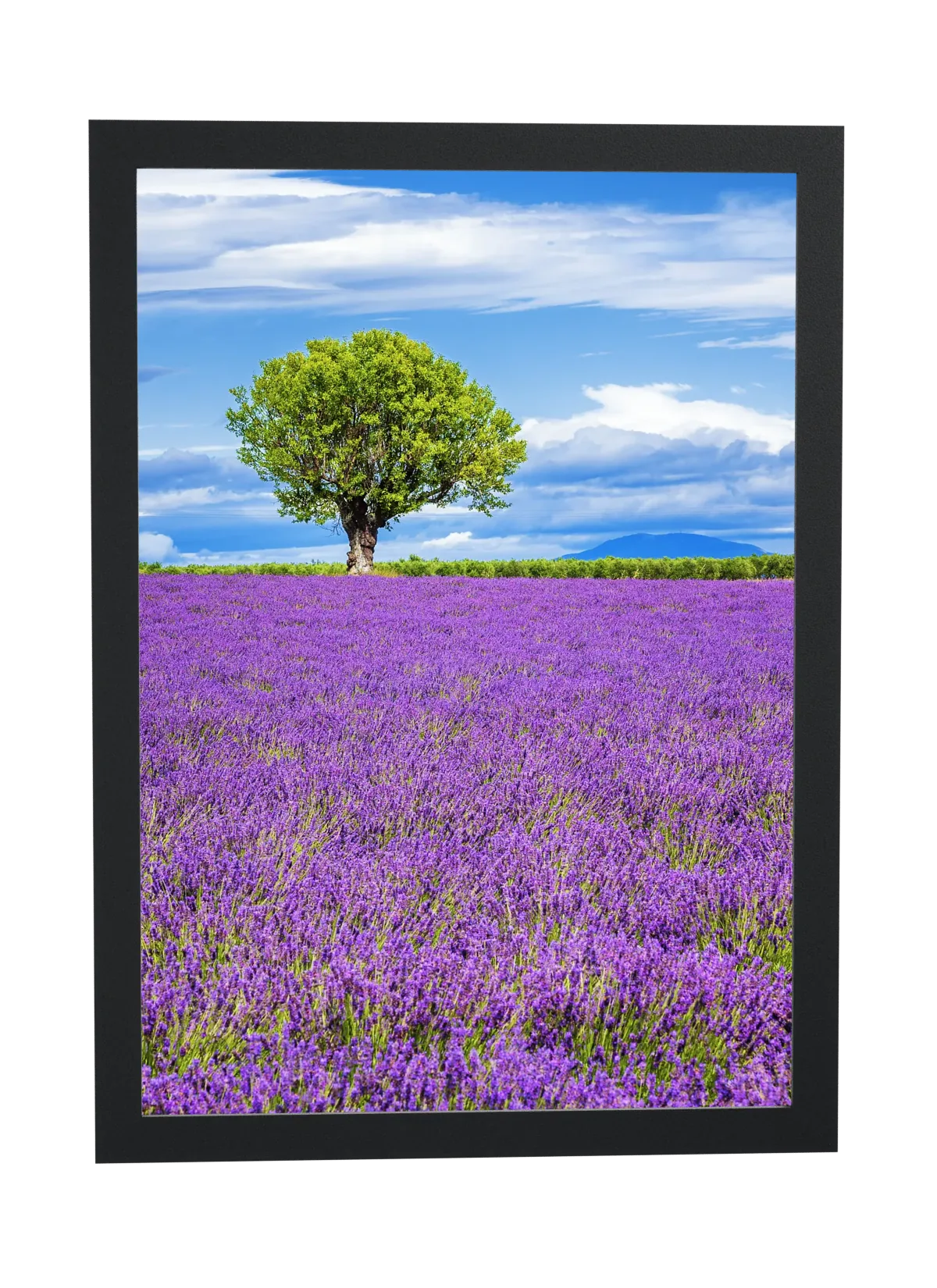 Árvore em campo de lavanda