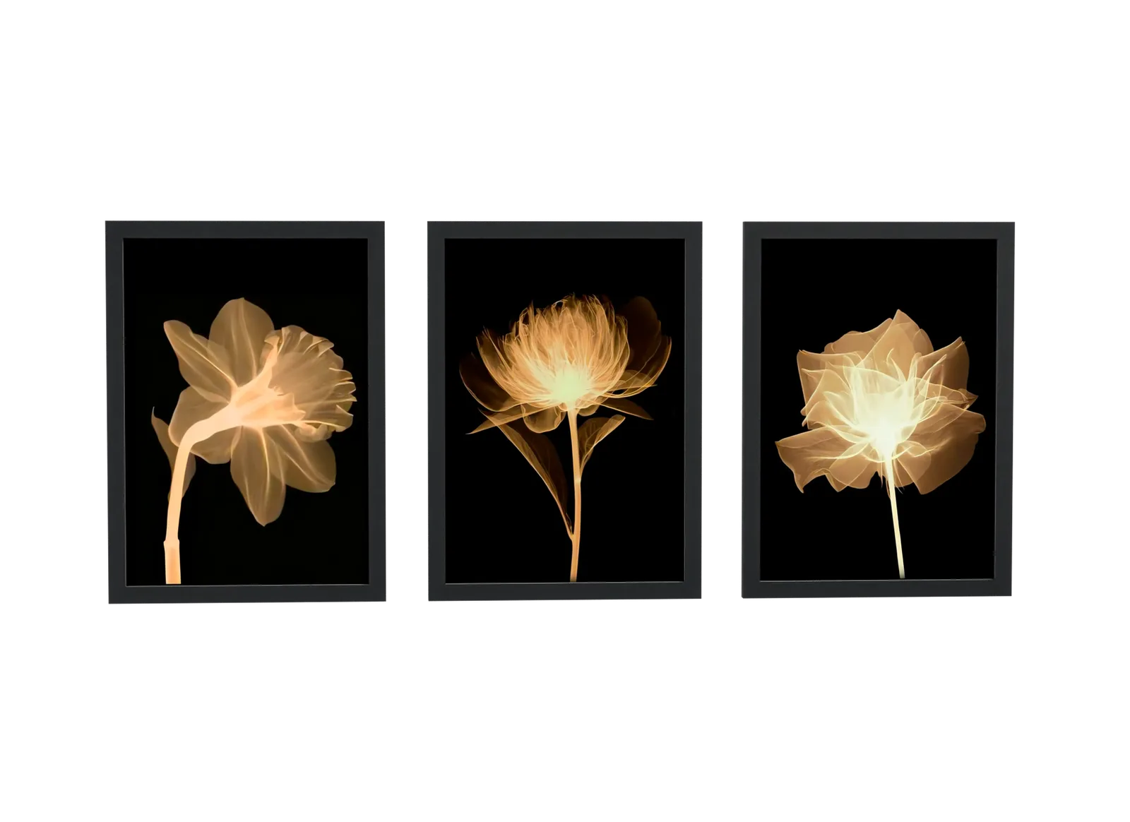 Trio de flores em raio-x dourado