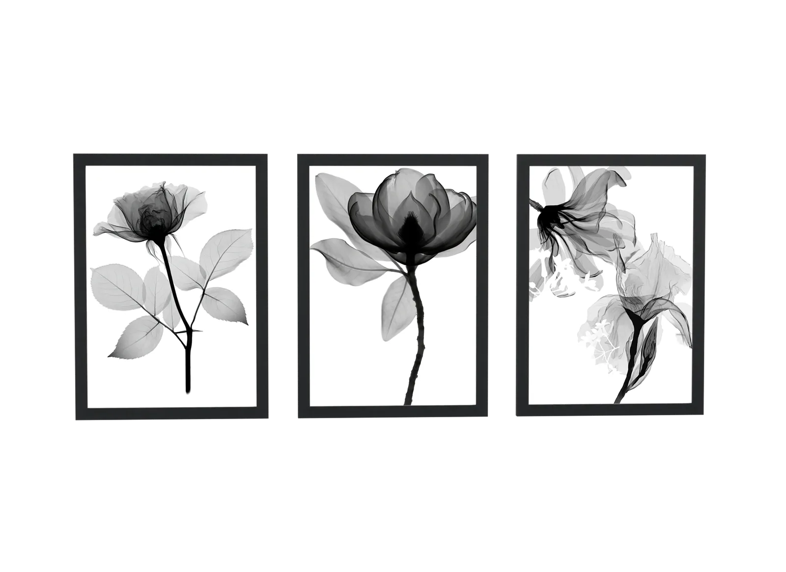 Trio de flores em raio-x preto e branco