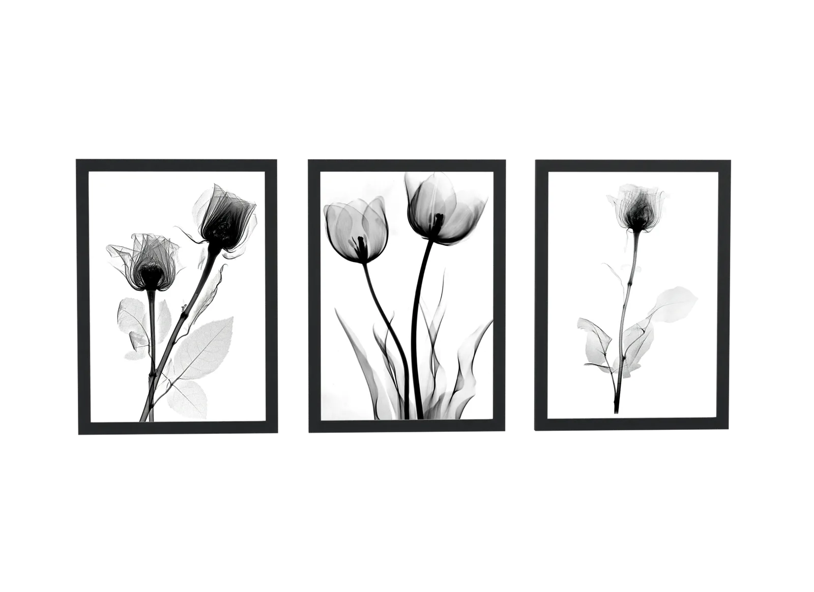 Trio de rosas e tulipas em raio-x