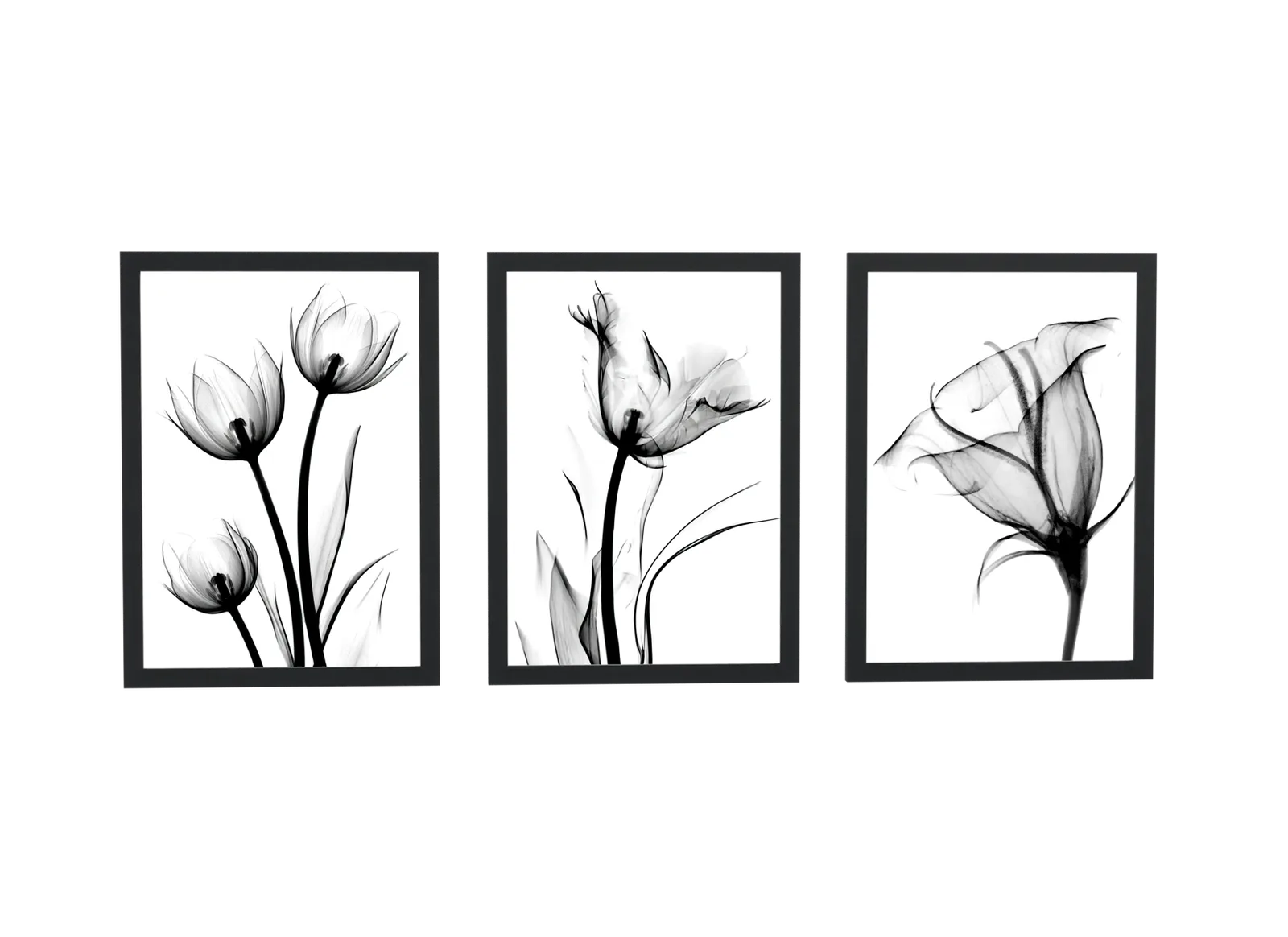 Trio de tulipas em raio-x preto e branco