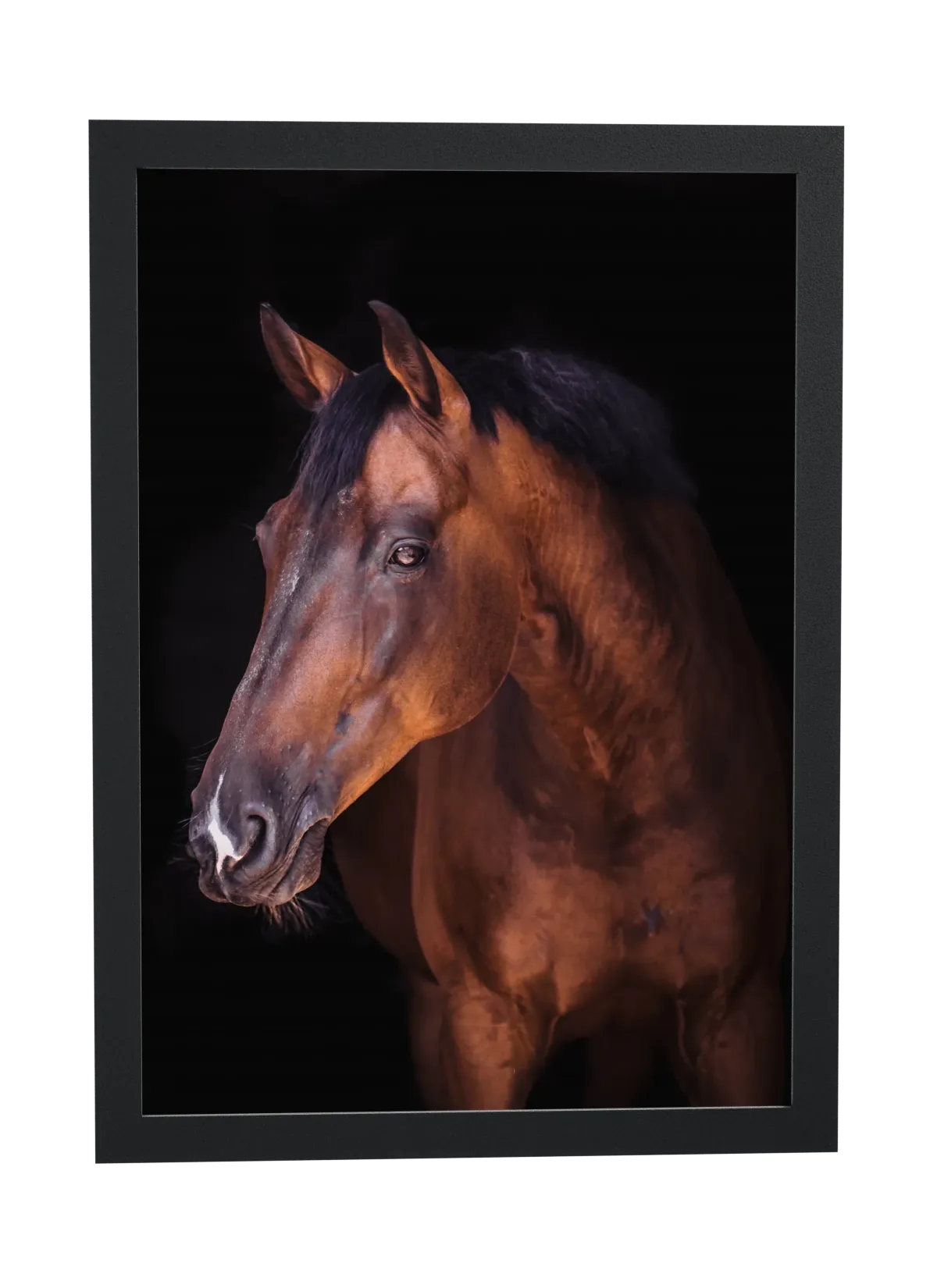 Cavalo castanho em fundo preto