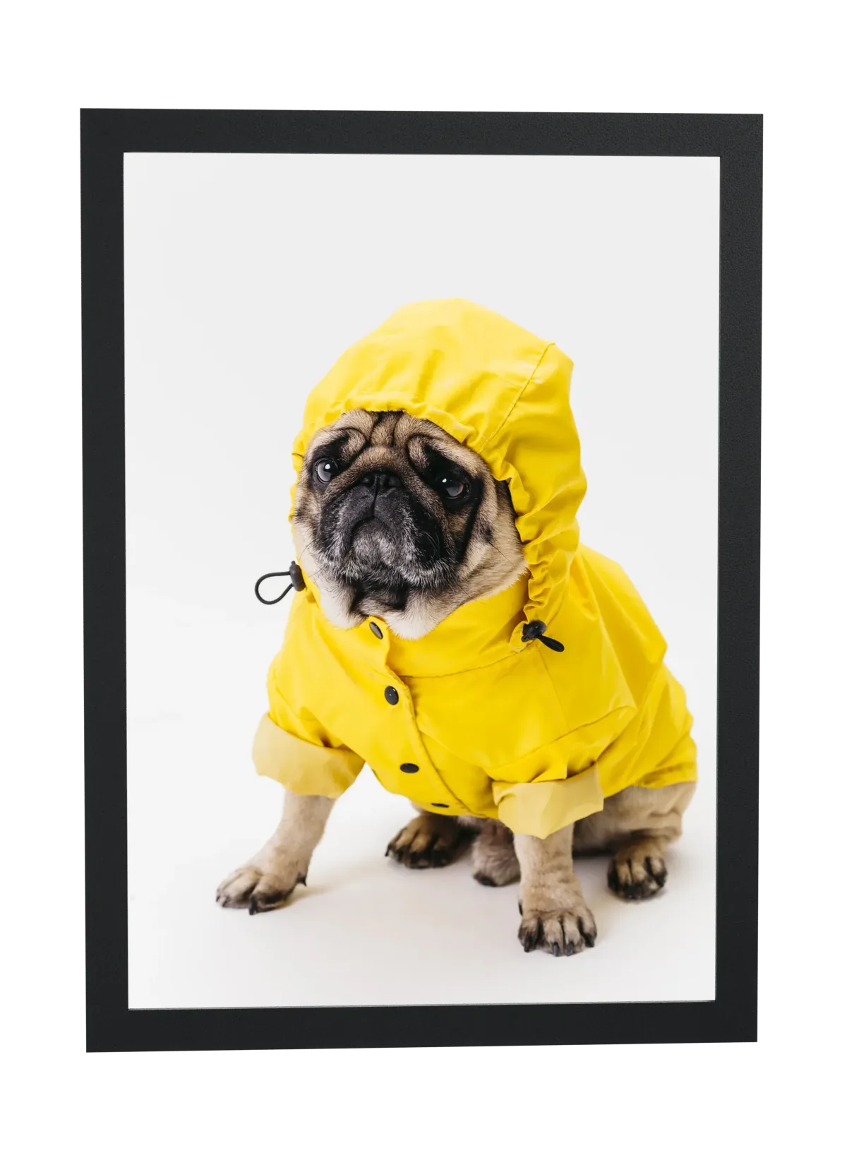 Pug de capa de chuva amarela
