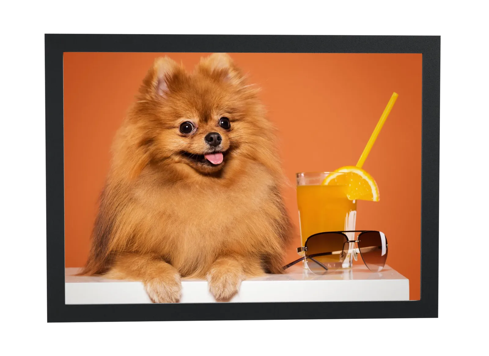 Lulu-da-pomerânia com suco de laranja