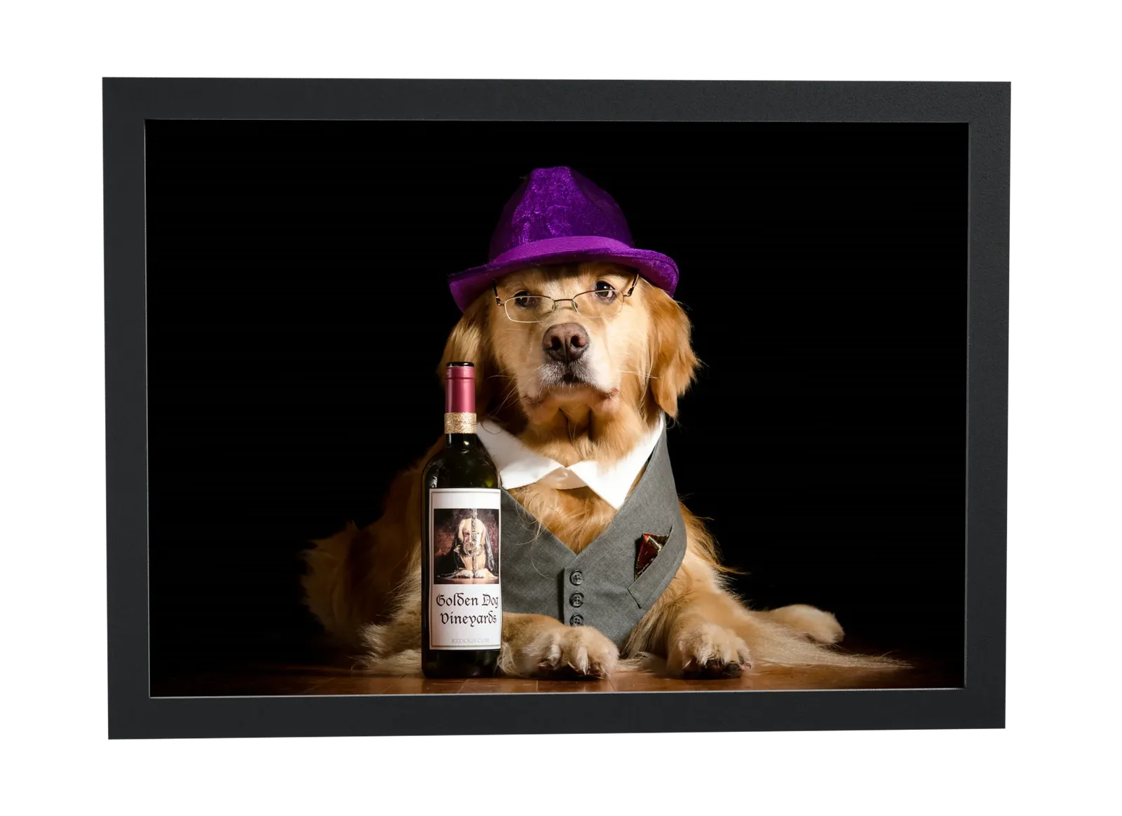 Golden retriever de chapéu roxo