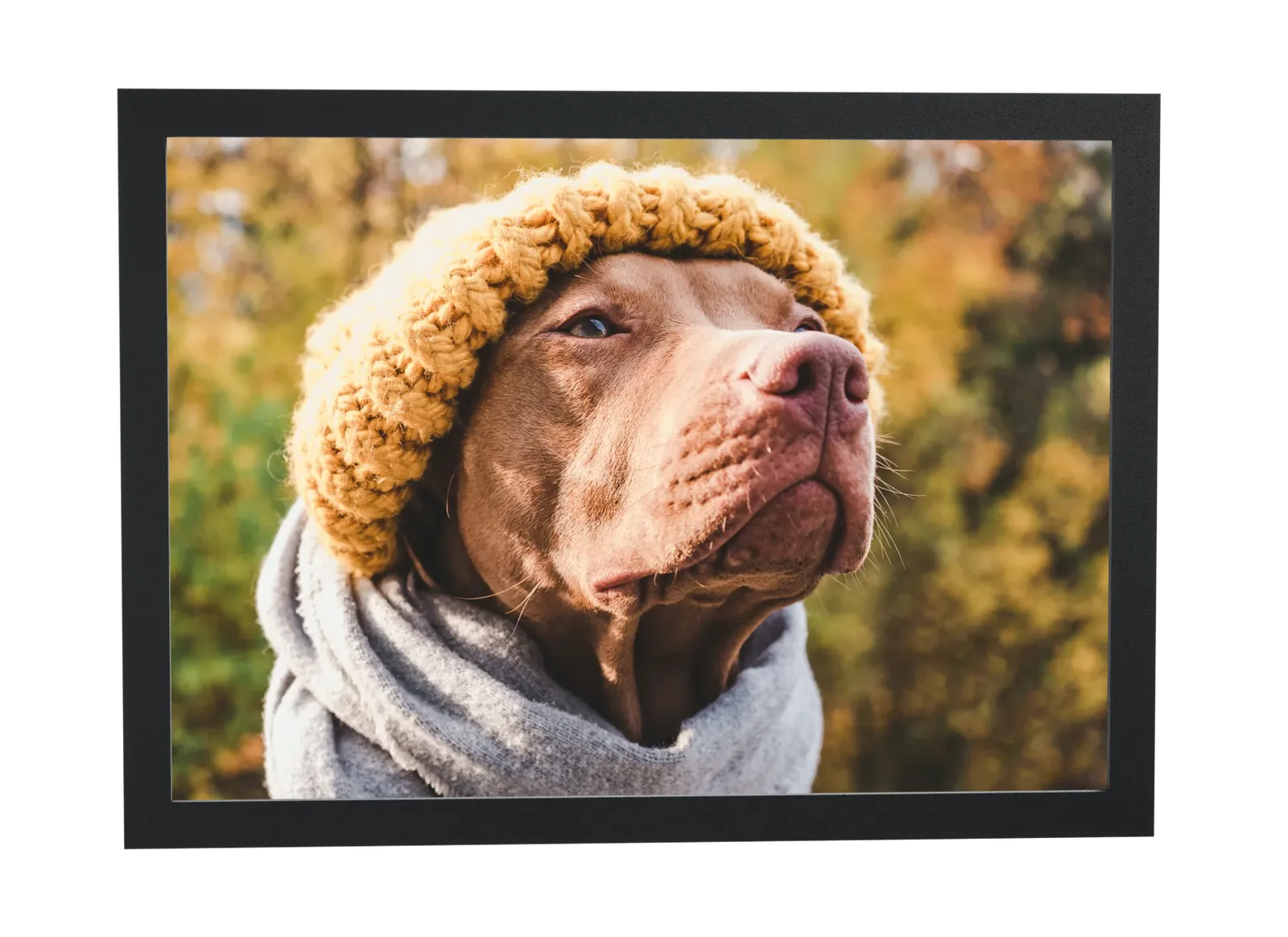 Cachorro de gorro mostarda e cachecol