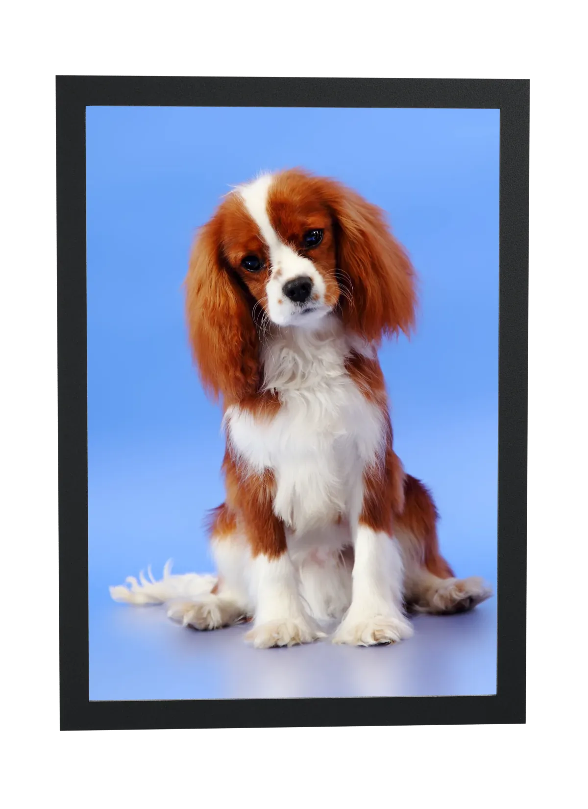 Cavalier sentado em fundo azul