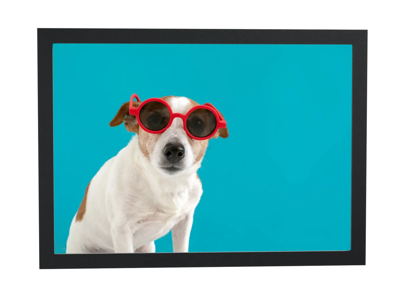 Cachorro branco de óculos vermelhos