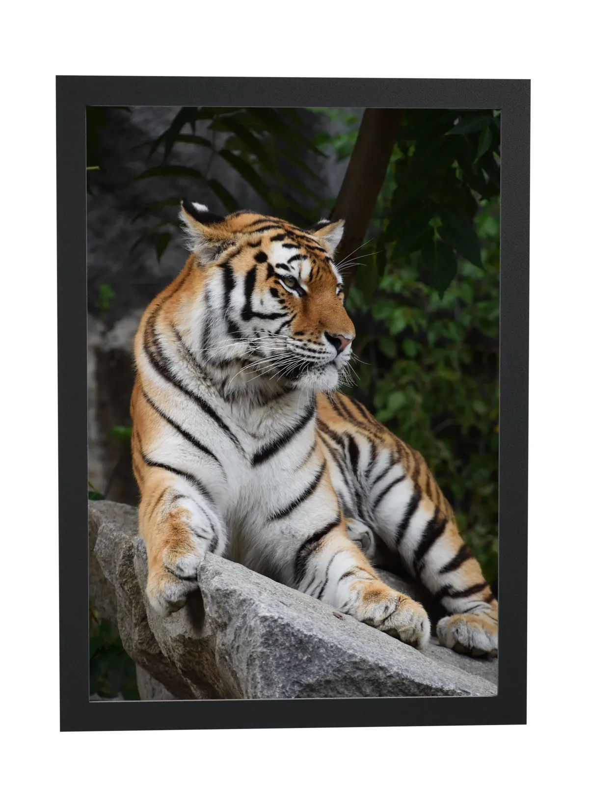 Tigre deitado sobre a pedra