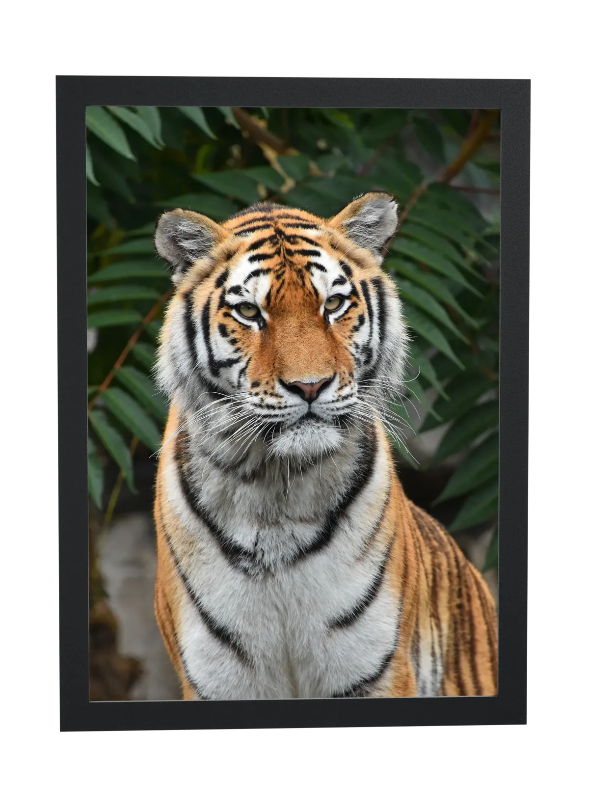 Tigre sentado entre folhas verdes