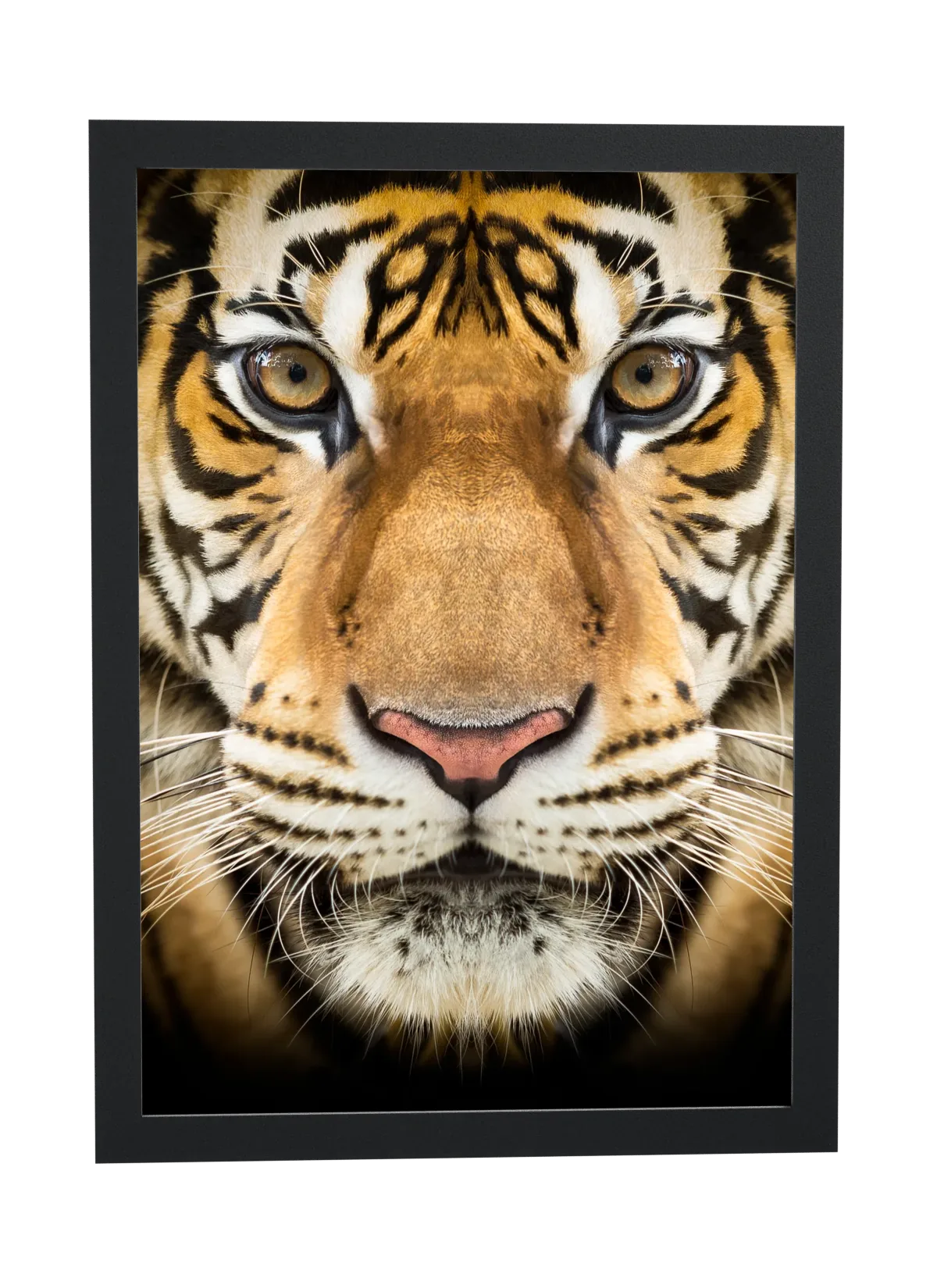 Rosto de tigre em close