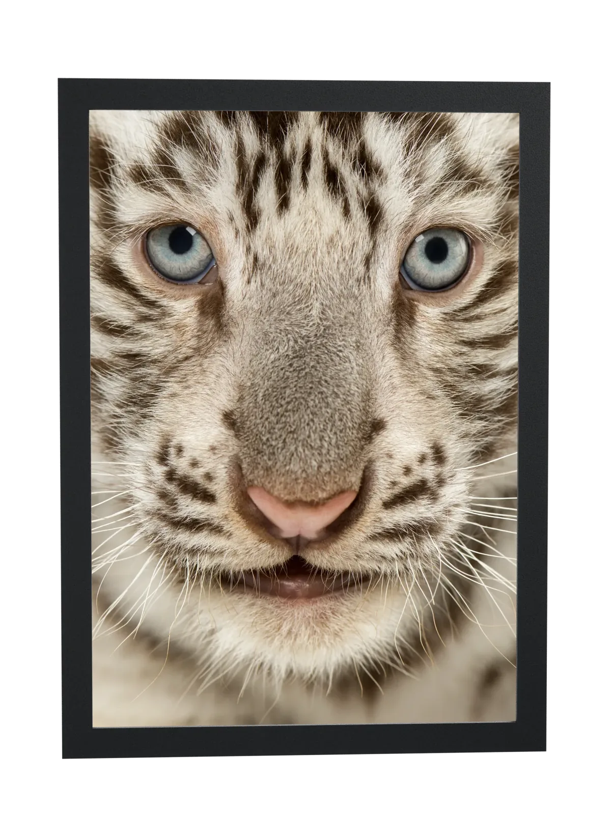 Filhote de tigre-branco de olhos azuis