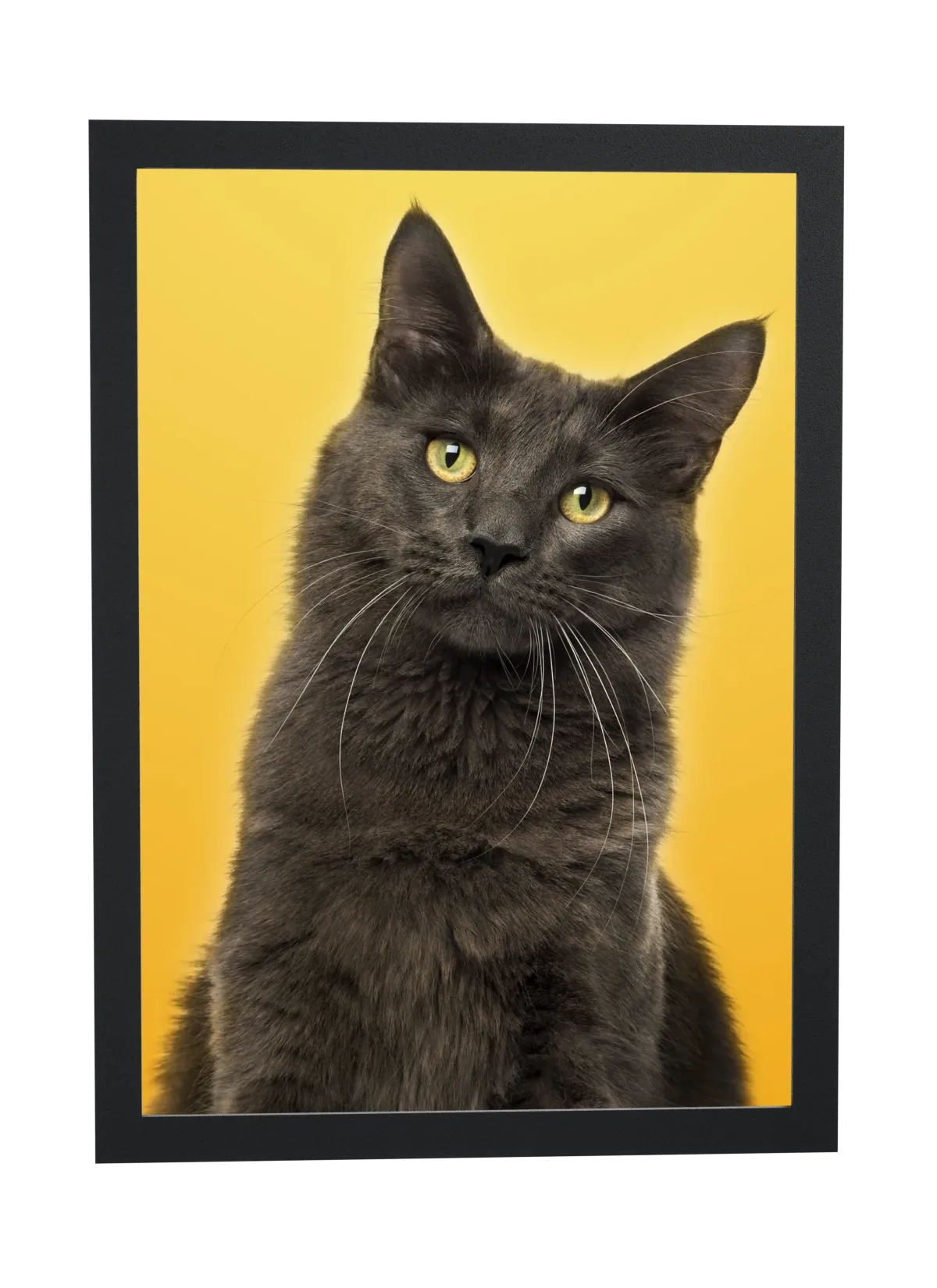 Gato cinza em fundo amarelo