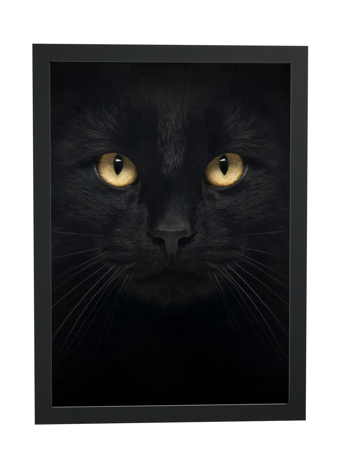 Gato preto de olhos âmbar