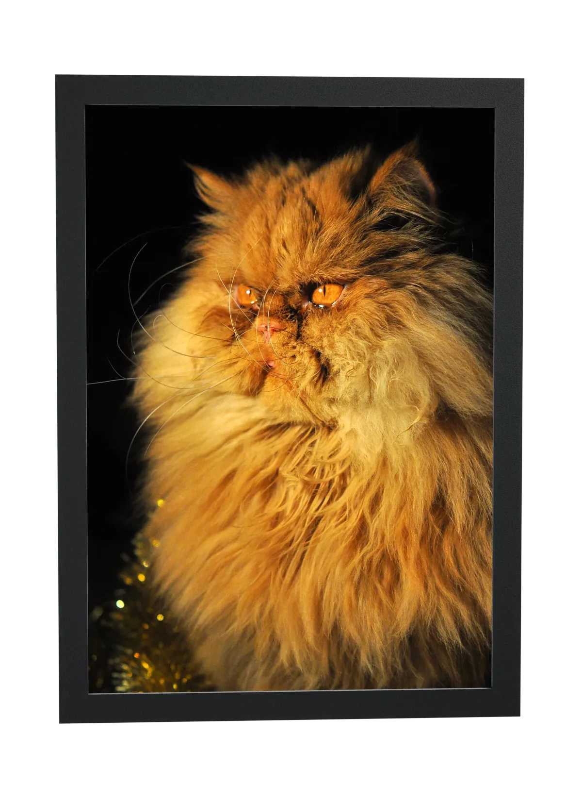 Gato persa laranja de cara emburrada