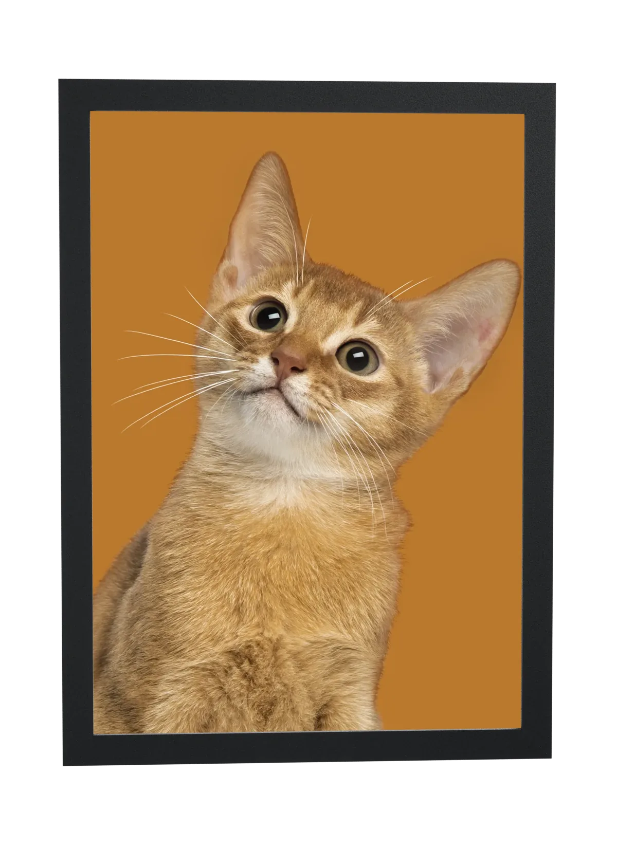 Gatinho curioso em fundo ocre