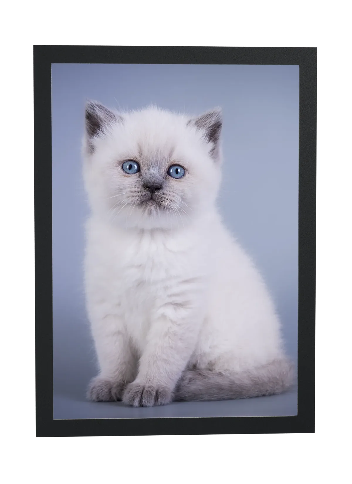 Gatinho branco de olhos azuis