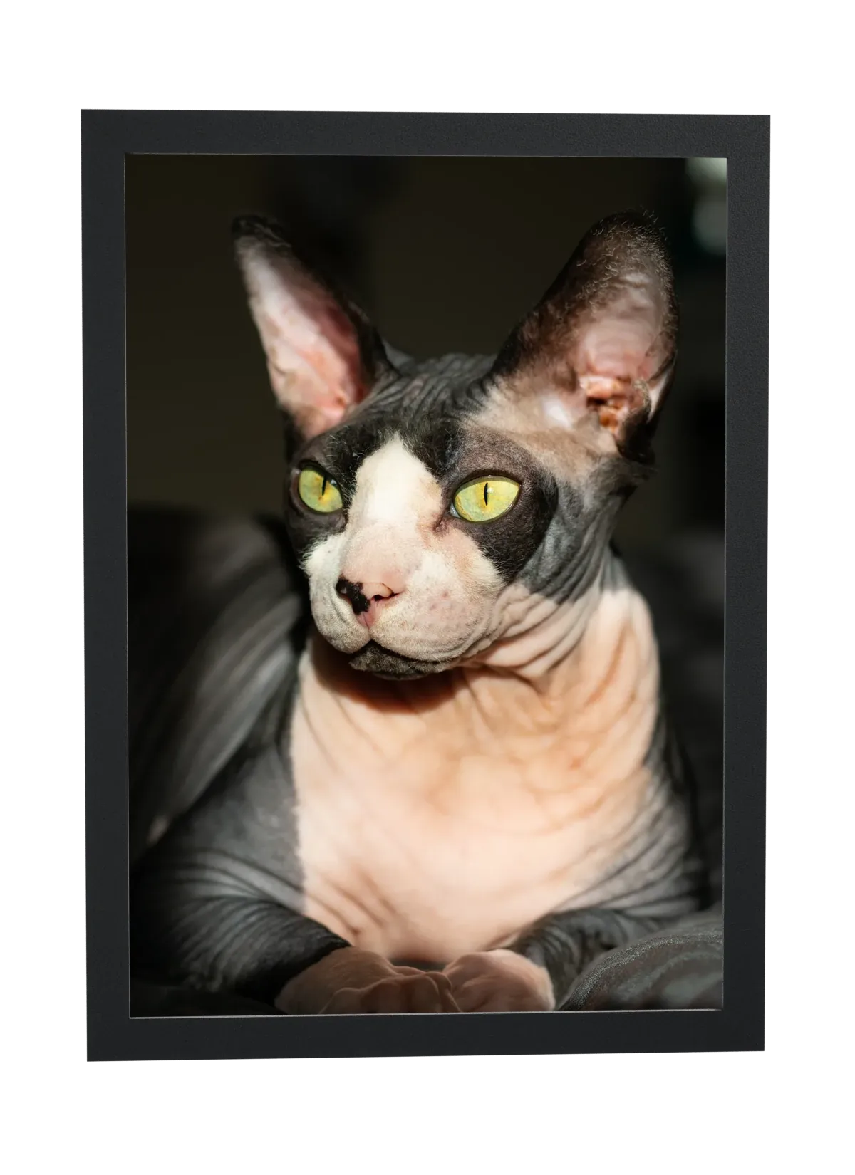 Gato sphynx de olhos verdes