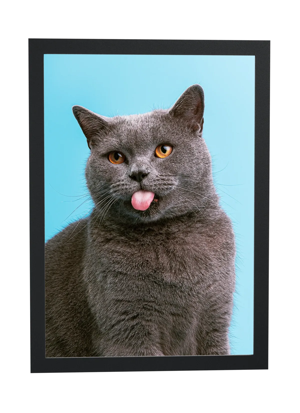 Gato cinza mostrando a língua