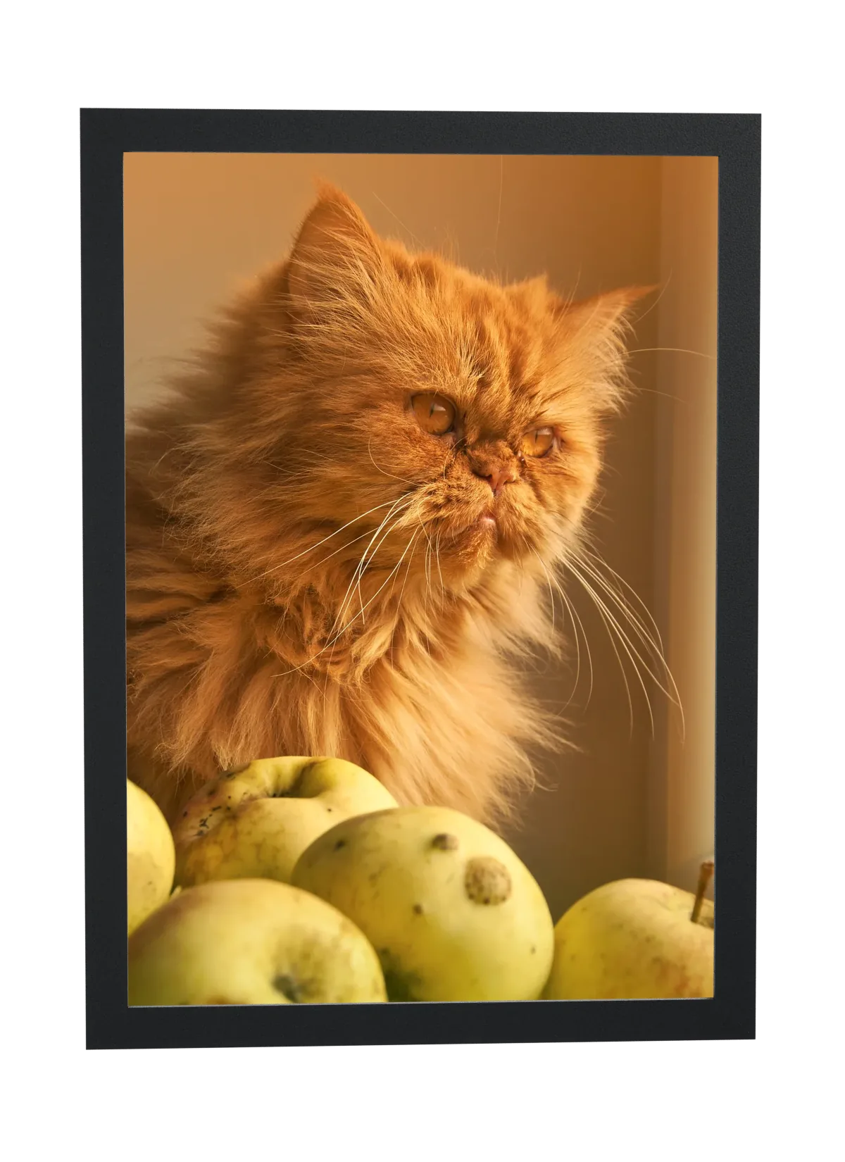 Gato peludo com maçãs verdes