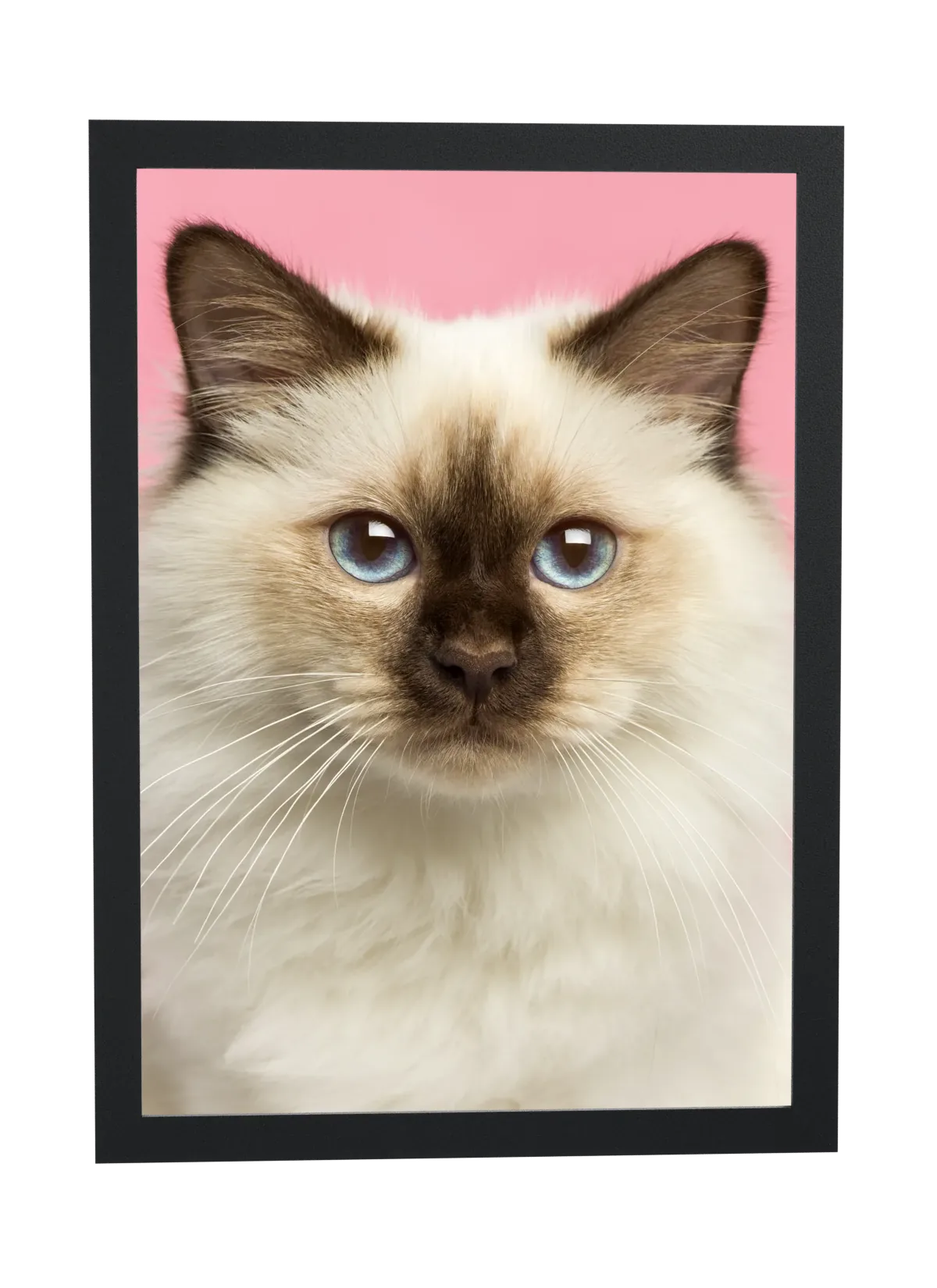 Gato peludo de olhos azuis