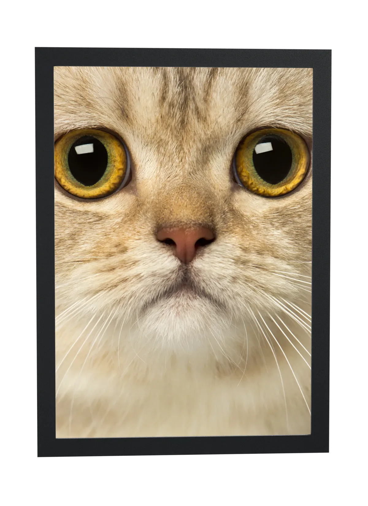 Gato de olhos grandes em close