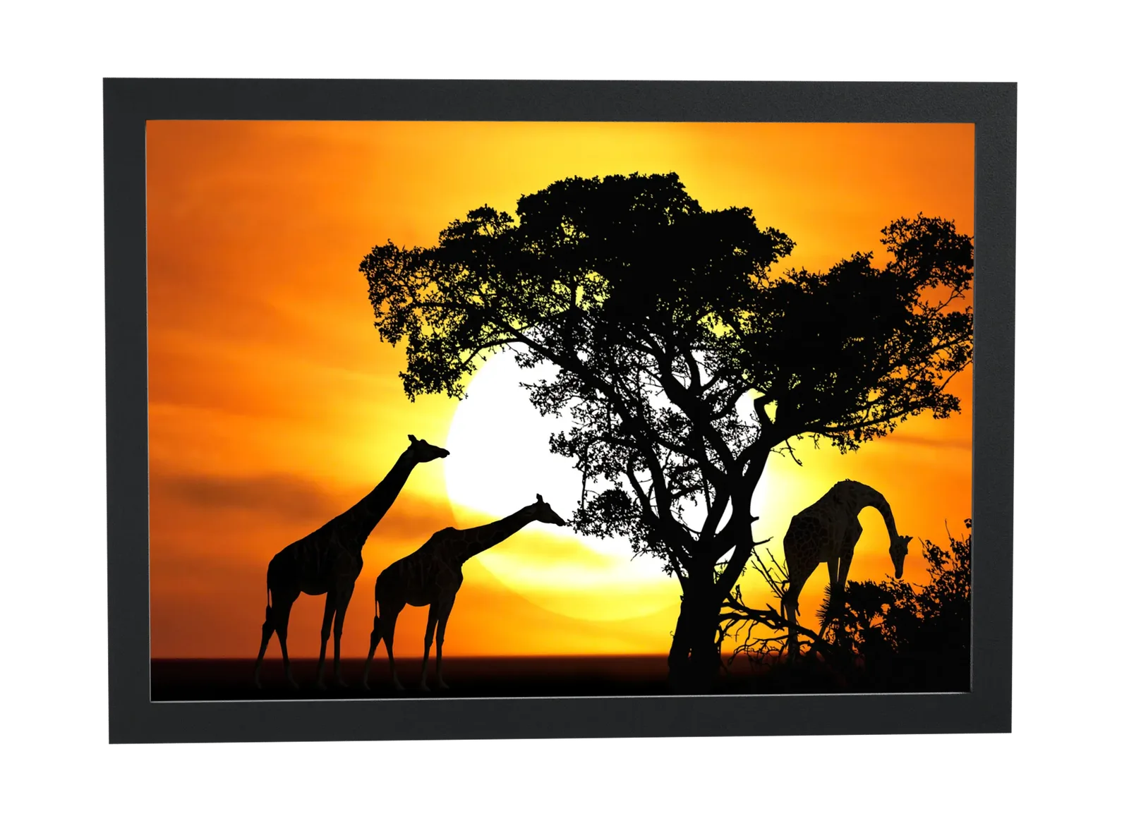 Girafas ao pôr do sol