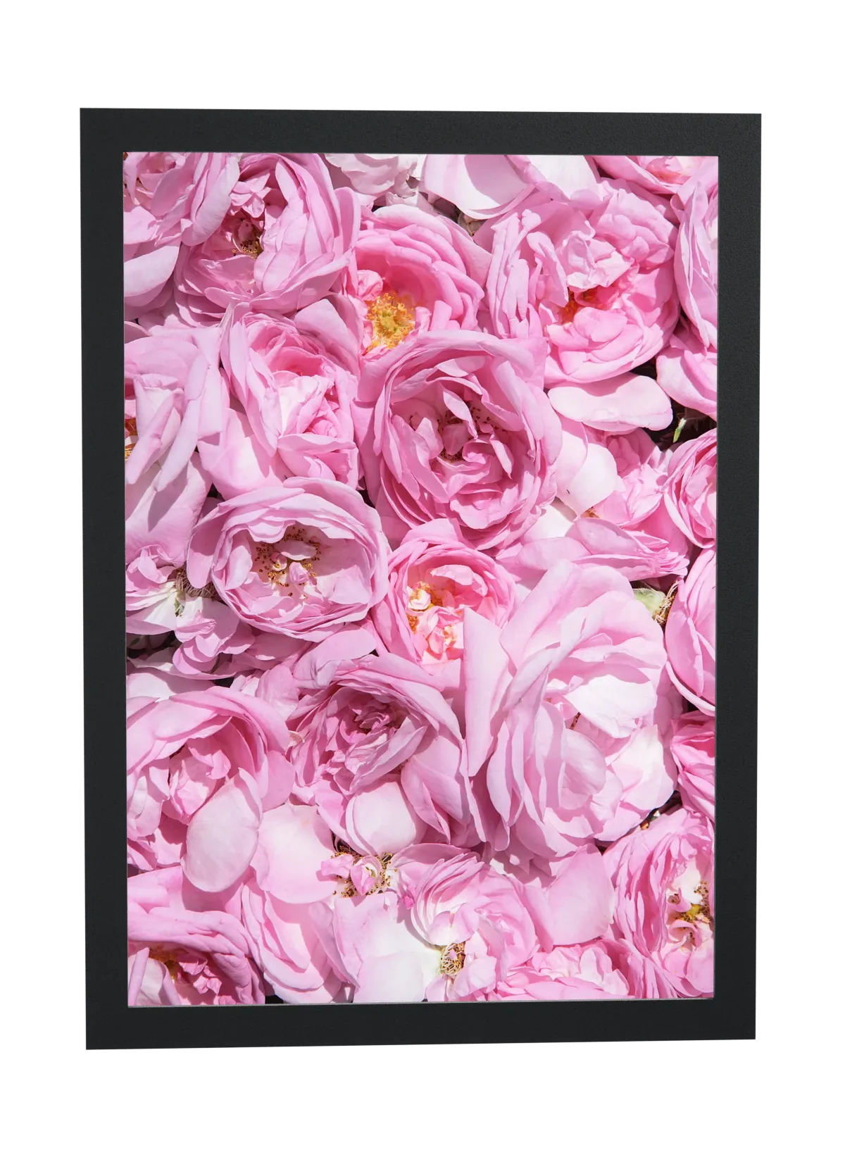 Painel de rosas cor-de-rosa