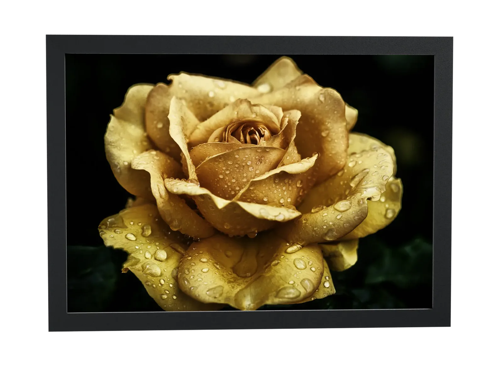 Rosa dourada em fundo preto