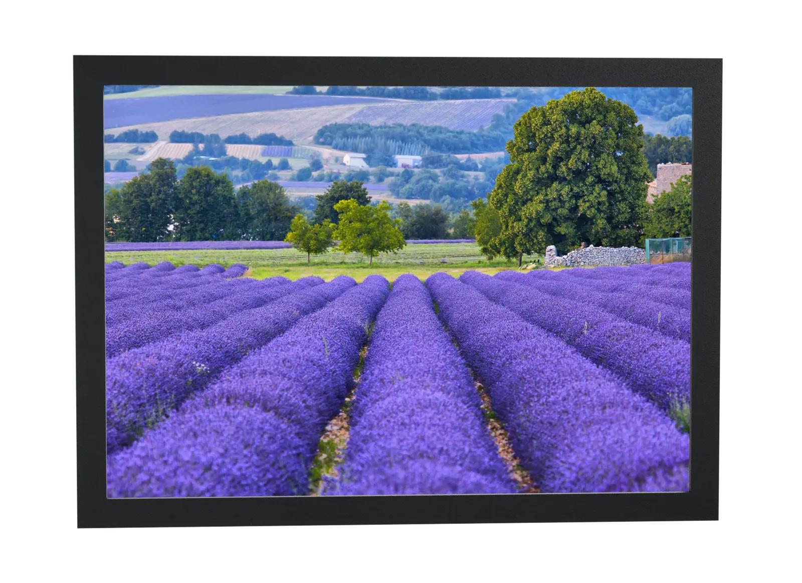 Campo de lavanda em fileiras