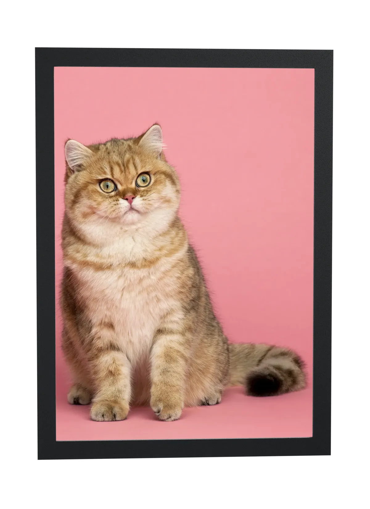 Gatinho dourado no fundo rosa
