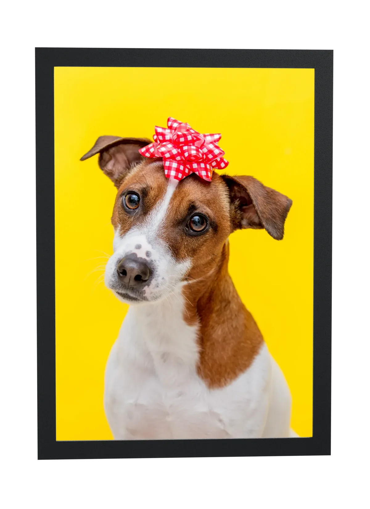Cachorro com laço vermelho