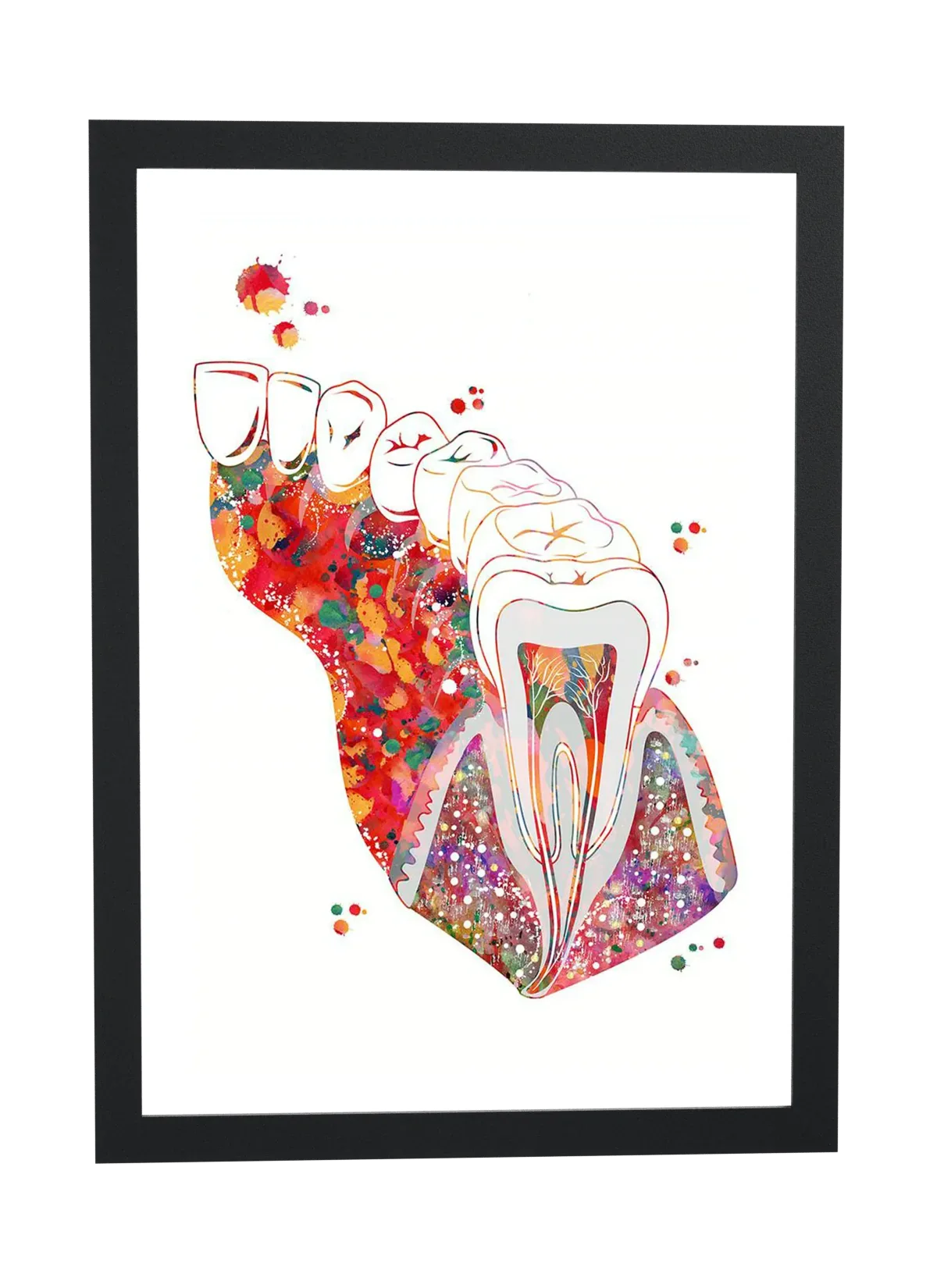 Anatomia do dente em aquarela