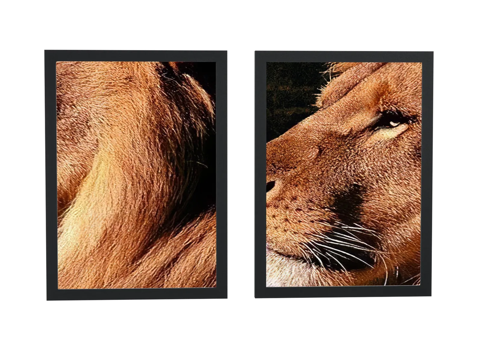 Dupla de leão em fotografia dourada
