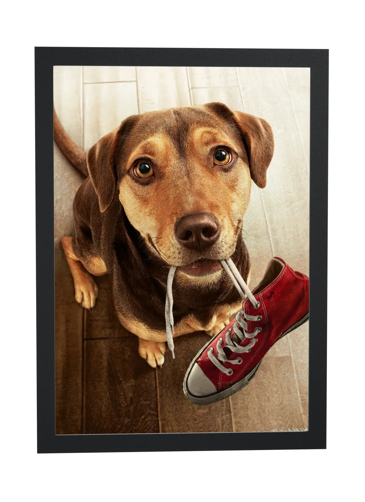 Cachorro com tênis vermelho na boca