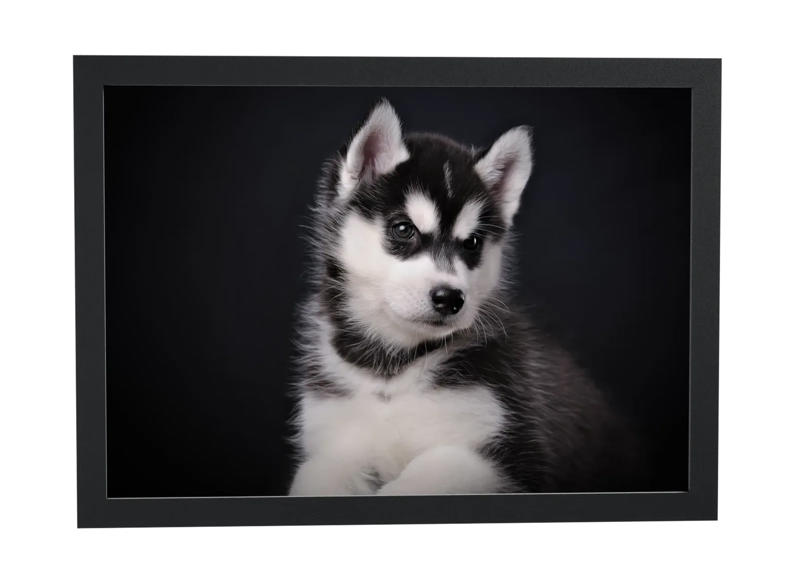 Filhote de husky de olhos azuis