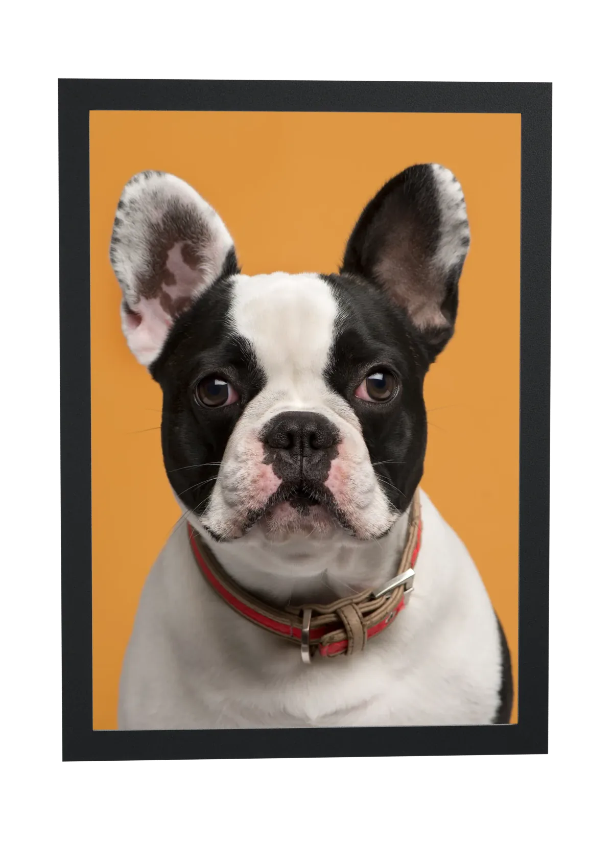 Filhote de buldogue francês de coleira