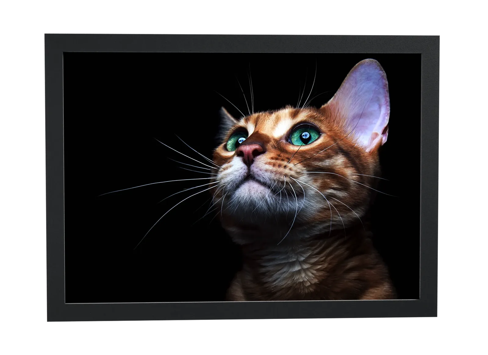 Gato ruivo de olhos verdes