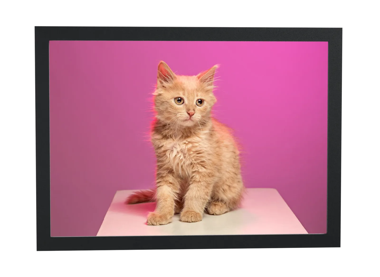 Filhote ruivo em fundo magenta